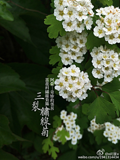 須采集到（手绘）花果树木素材