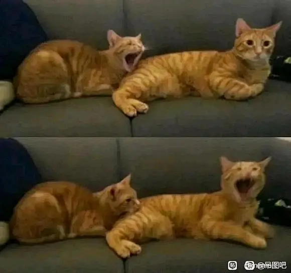 喵喵memes(*^ω^*)/★_meme图吧_百度贴吧-花瓣网