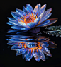 suyunkai_Blue_lotus_flower_on_the_water_surface_with_a_reflecti_2