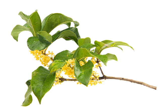 桂花枝/桂花