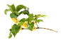 桂花枝/桂花