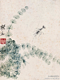 齐白石 作品 《水草小虾》 (621×825)