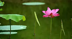 　　淡看人间事，潇洒天地间。再幸福的人生也有缺憾，再凄凉的人生都有幸福。

　　潇洒的人生，要学会淡看缺憾，随缘而动。所谓随缘，就是尽人事而听天命。有随缘的心态，才能看淡失去，而把精力放到你可能的拥有上。

　　失去变淡了，痛苦就轻了；拥有看重了，快乐就增值了。潇洒的人生，心里只愿意装着快乐。

　　让灵魂，在痛苦中学会微笑（深度好文）

　　生活的哲理，离我们很近，最无情的不是人，而是时间；最珍贵的不是金钱，而是情感；最可怕的不是失恋，而是心身不全；最舒适的不是酒店，而是家里；最难听的不是脏话，而是无言