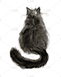 猫,水彩画,黑色,宠物,运动模糊,灰色,背面视角,涂料,动物,坐