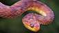 2013蛇年-高清晰漂亮菱角斑蛇---酷图编号1039985