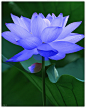 命运蓝
命运蓝荷花的一种，只存在于我国云南西双版纳丛林和东南亚的老挝、泰国。
花语：圣洁 胜利 感召 轮回 #采集大赛#