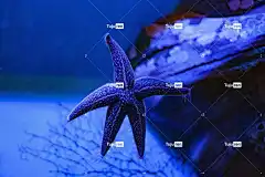 海星 壁纸4K 蓝色的 海 高清壁纸 海洋