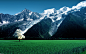 一般 2560x1600 草 山 雪峰 田野植物 农业(植物) 瑞士 瑞士阿尔卑斯山风景