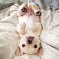 absolutely adorable... french bulldog puppy Limited Edition French Bulldog Tee http://teespring.com/lovefrenchbulldogs: 
