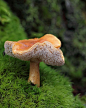 Wood Hedgehog mushroom (Hydnum repandum) ~ By PietervH