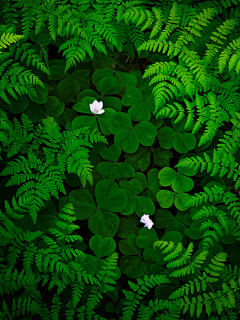 小燕儿-采集到Photo.Green