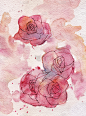 抽象的玫瑰水彩绘画背景.
