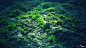 General 2560x1440 nature moss photography green blue rock