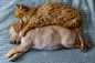 可爱的小拉布拉多猎犬小狗和小猫在床上。友谊的宠物