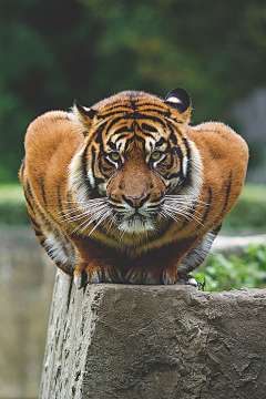 雨蒙平原采集到animal