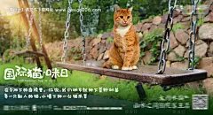 源文件下载【国际爱猫日海报展板】编号：82480006118553752