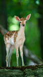 fuckyeahcervines:

deer_wood_views_57726_640x1136 by vadaka1986 on Flickr.