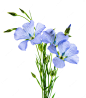 Flax flowers isolated on white background bouquet of blue common flax linseed or linum usitatissimum