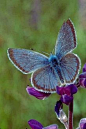 Fender的，蓝色（Icaricia icarioides fenderi）是一种濒危的蝴蝶亚种仅见于西北部俄勒冈州Willamette谷