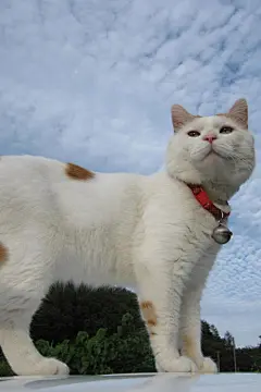 可爱的猫咪高清手机壁纸