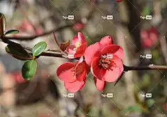 自然 花 户外活动 美丽的花朵 树 分支机构 花壁纸 开花 季节