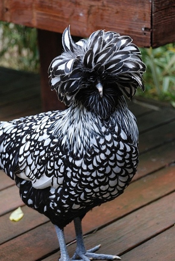 Silver-laced Polish ...