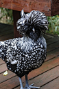 Silver-laced Polish Chicken | Cutest Paw