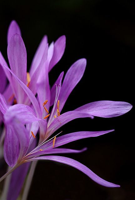 purple flowers