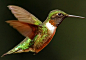 Male Ruby Throated Hummingbird