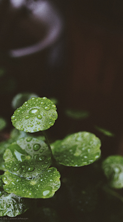 锈春刀采集到雨