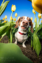 Kaylee Greer在 500px 上的照片Tulip Sniffer