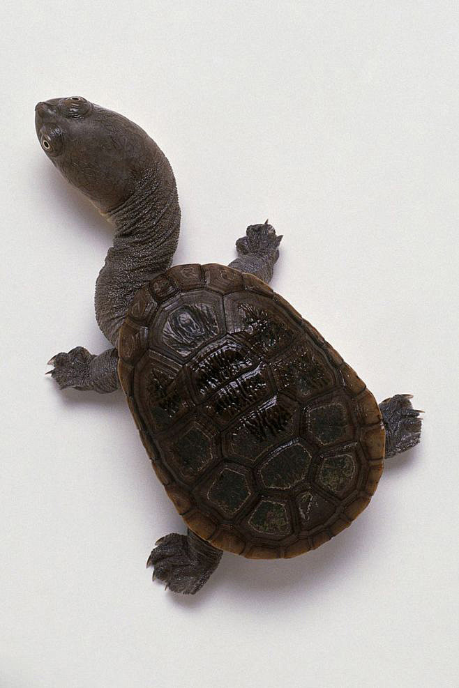 龟鳖目侧颈龟亚目蛇颈龟科蛇颈龟