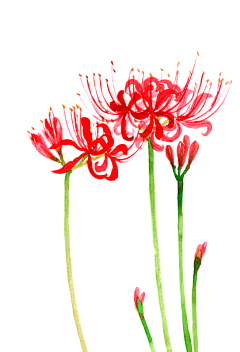 幸运星花采集到红色手绘花朵