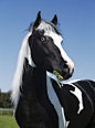 wolfieeagle:

Paint x Friesian Colt Sport Horse by equs on Flickr.Stunning!!