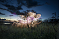  ✨

Vitor Schietti 的火树银花

这是来自巴西的摄影师Vitor Schietti的光绘摄影作品，他用烟火点亮了树的四周，搭配长时间曝光和后续手绘补光，最后出现了树上如雨下的浪漫光丝
• ​​​​