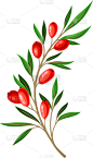 barberry twig with green leaves isolated on white