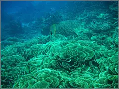 一起看海的日子－马来西亚沙巴仙本那海岛游(上）