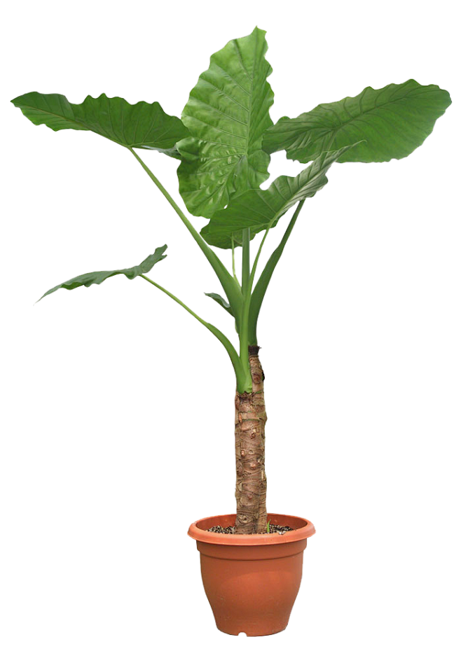 盆栽 植物 绿色叶子 透明素材 png ...