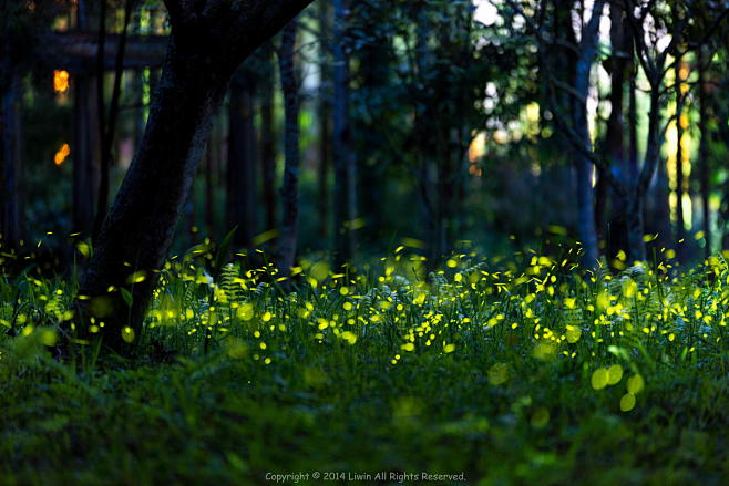 Photograph Firefly b...