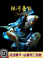 银河星钻短鲷三湖慈鲷美洲慈鲷鱼热带观赏鱼活体珍珠豹新手易养鱼-淘宝网