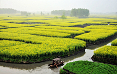 流年色玥落倾城采集到百花物语——油菜花