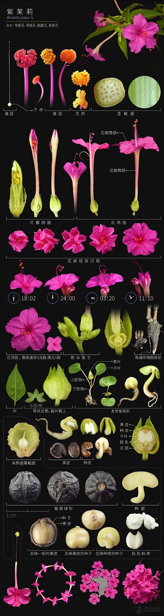 植物结构和科普，好好看！图片_花卉·植物·参考图片素材-花瓣网