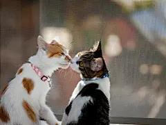 点击来源直接获取大图文件 |窗前亲吻的猫。