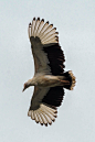 鹰形目·鹰科·棕榈鹫属：棕榈鹫