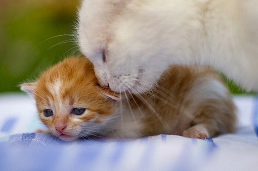 O、猫、爱、动物宠物