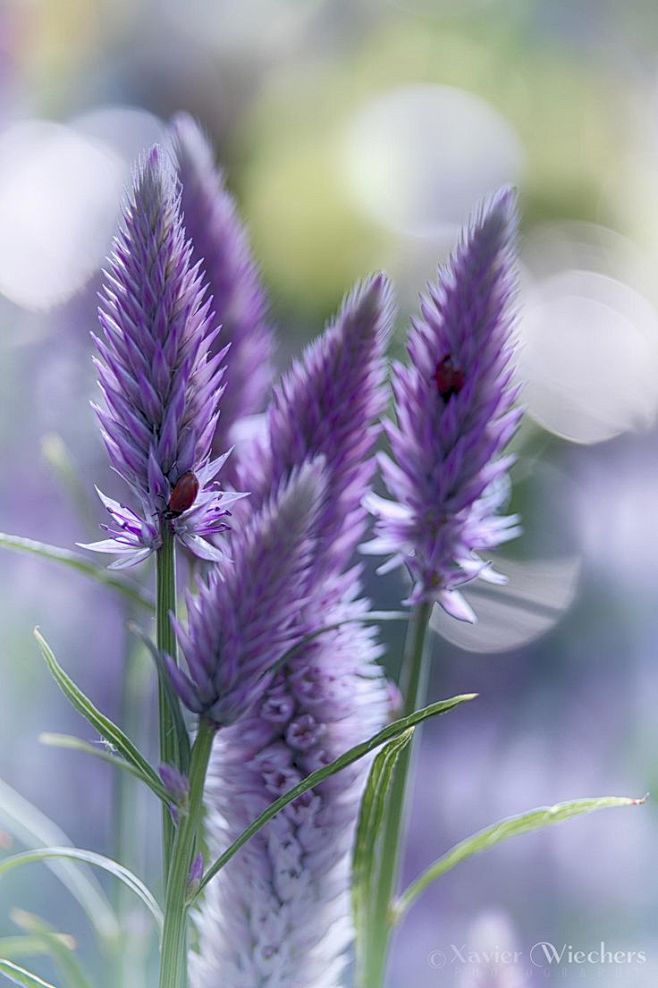 Spiked Speedwell
刺婆婆...