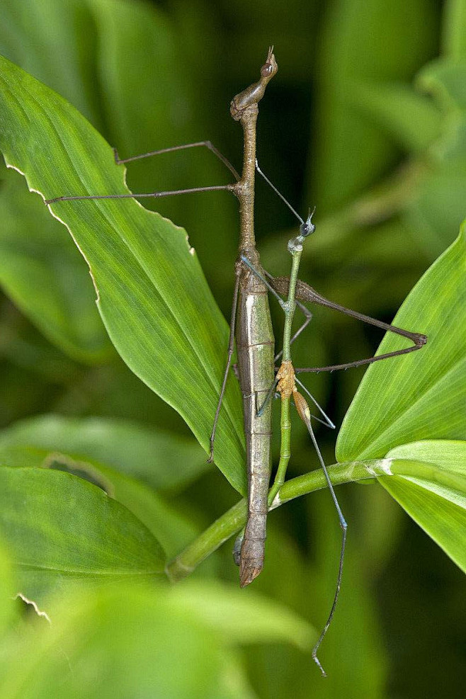 竹节虫目竹节虫总科竹节虫