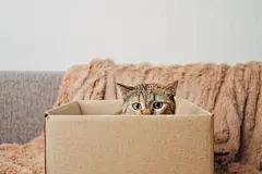 点击来源直接获取大图文件 |Domestic ginger cat in a cardboard box is playing the game &quot;hunter&quot;.