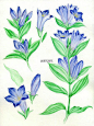 【植物的印象笔记】龙胆（gentian）。生长在高山的清冷花朵，虽然也有黄、紫、白等诸色，但容易被记住的还是这种蓝。中国古代也称为“陵游”，很有风骨的名字对不对：）