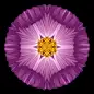 Fifty-Two Flower Mandalas : A book-length collection of mandala images created from flower photos matched with meditative quotes and short essays. Like Carl Jung, I see mandalas as a pathway to the essential Self and use them as a means to personal transf